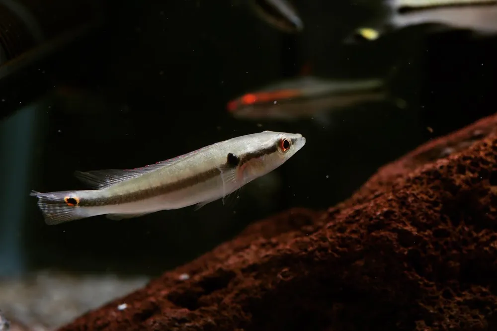 Regani "Dwarf Pike" - Cichlid Exchange