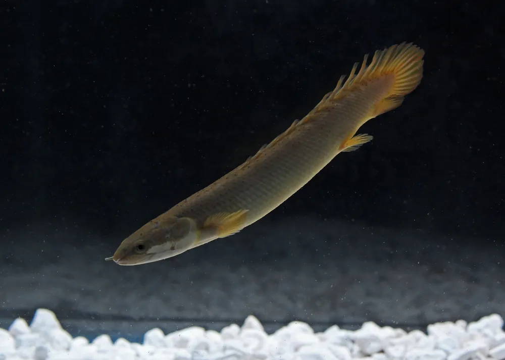 Senegal Bichir - Cichlid Exchange
