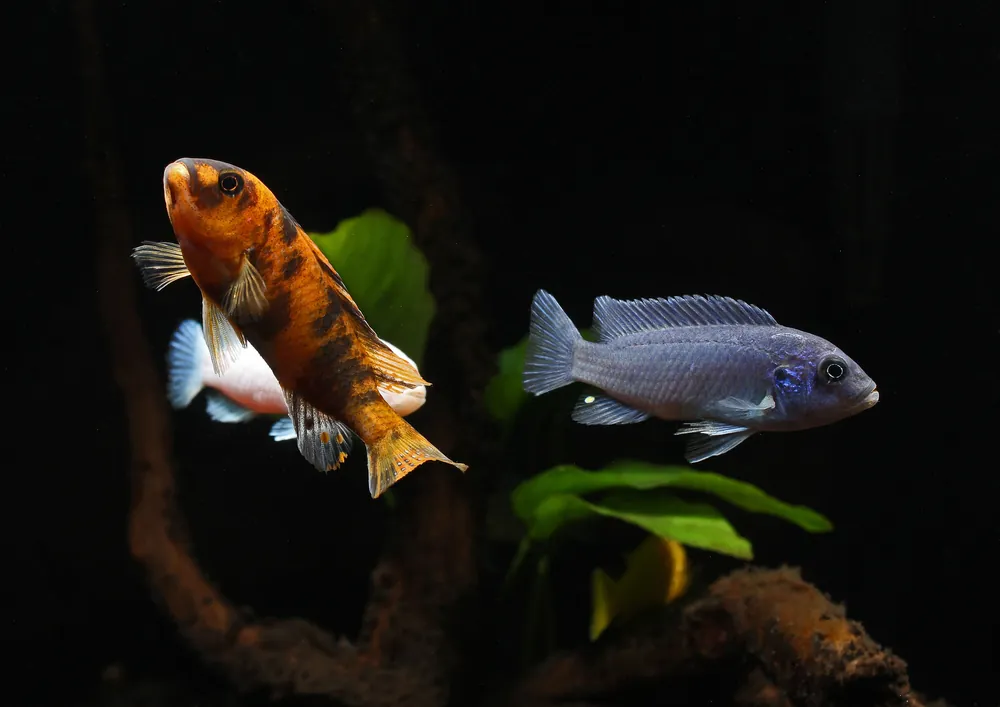 Assorted Small Mbuna Cichlid - Natural Environment Aquatix