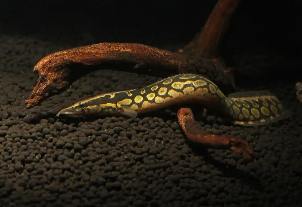 Tire Track Eel - Emark Tropical Imports