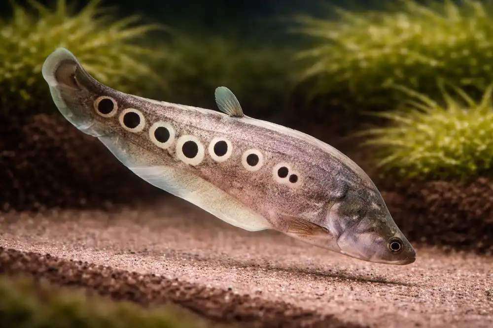 Clown Knifefish - Sun Pet