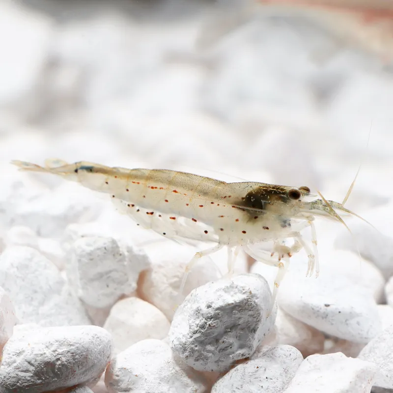 Amano Shrimp - Emark Tropical Imports