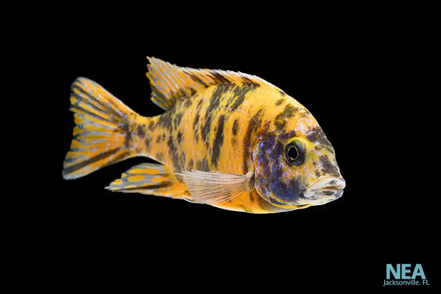 OB Peacock Cichlid - Emark Tropical Imports