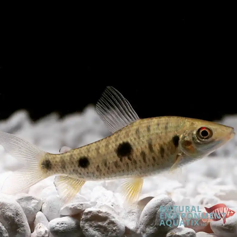 Leporinus Steyermarki - Natural Environment Aquatix