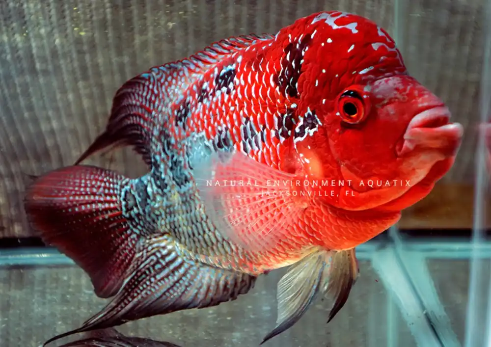 Red Dragon Flowerhorn Cichlid - Rick