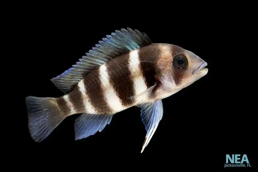 6 Stripe Frontosa Cichlid - Quality Gold