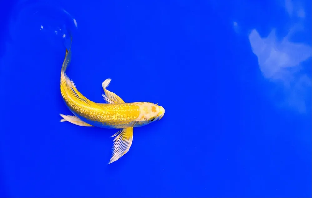 Assorted Butterfly Koi Fish - Carolina Aquatics