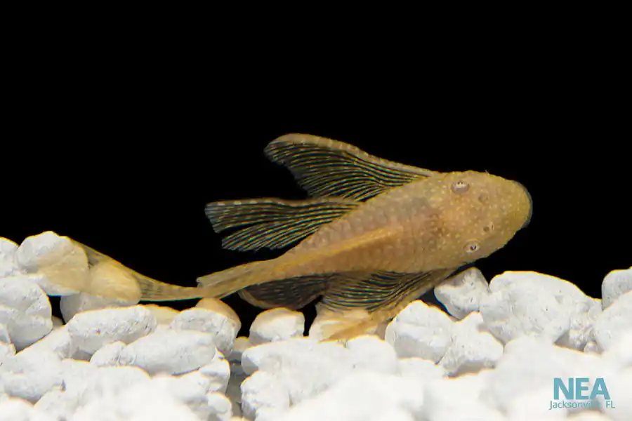 Long Fin Albino Bushynose Plecostomus - Natural Environment Aquatix
