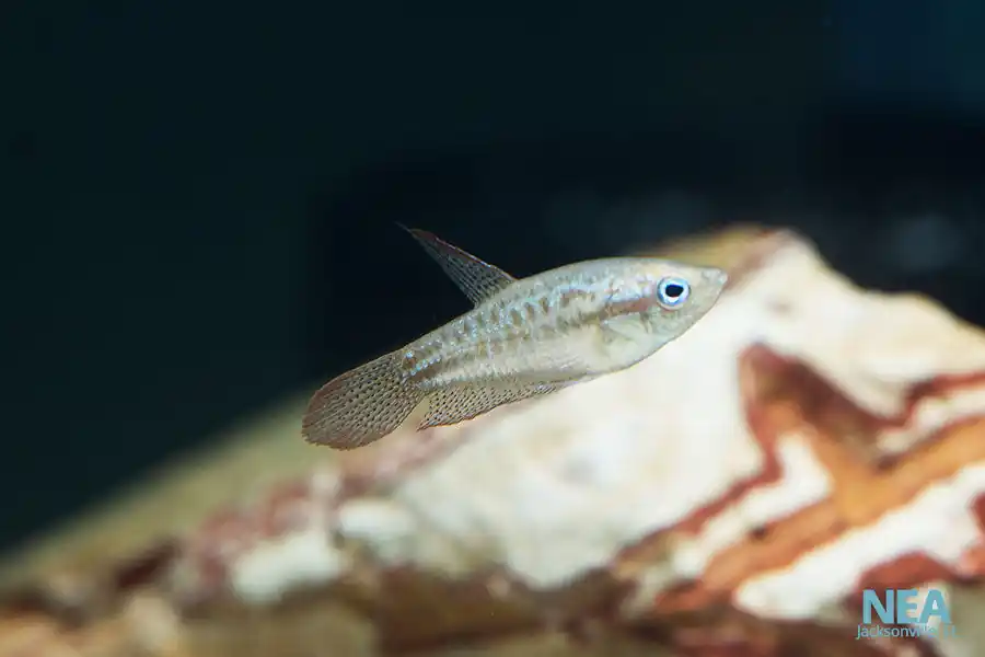 Sparkling Gourami - Cichlid Exchange