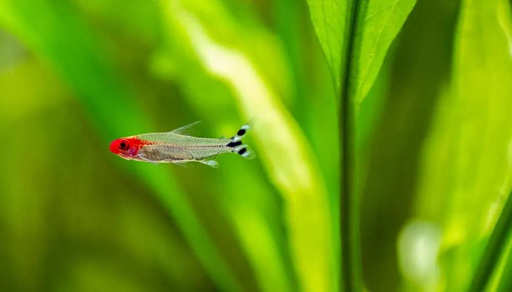 Rummynose Tetra - Emark Tropical Imports