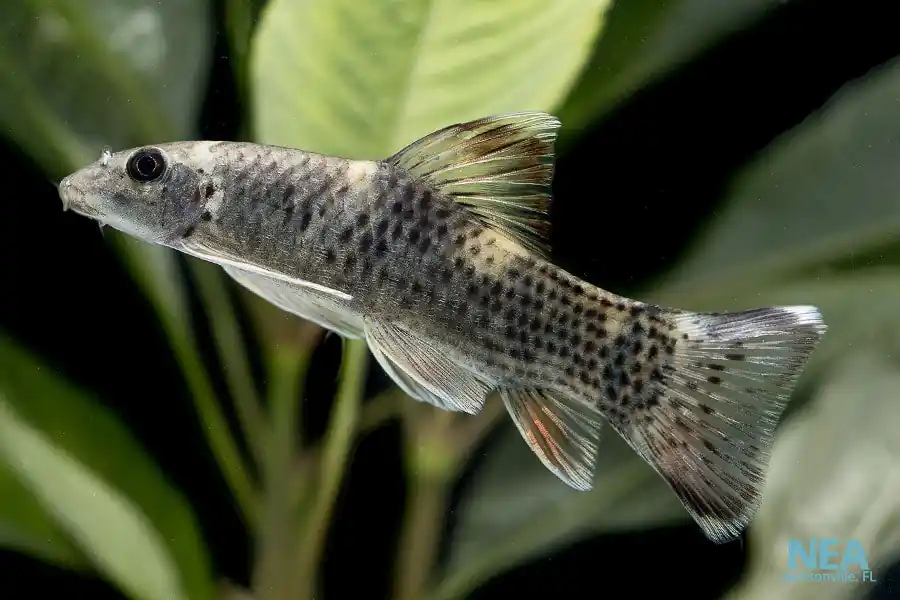 Panda Garra - Cichlid Exchange