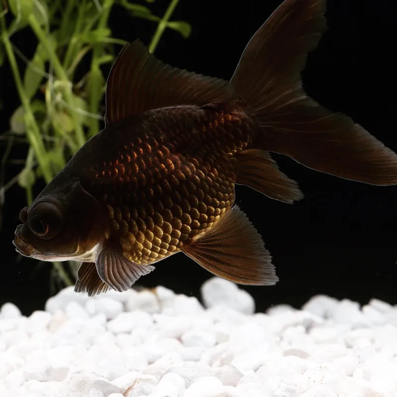 Black Moore Goldfish - Carolina Aquatics