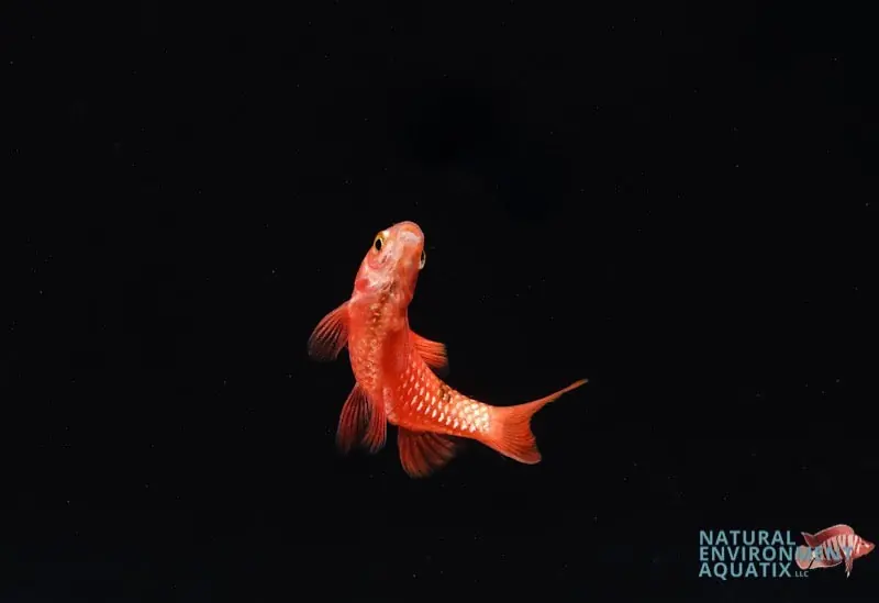 Rosy Barb - 5D Tropical