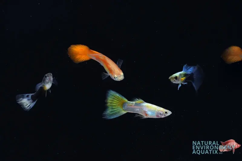 Assorted Male Guppies - Central Pet