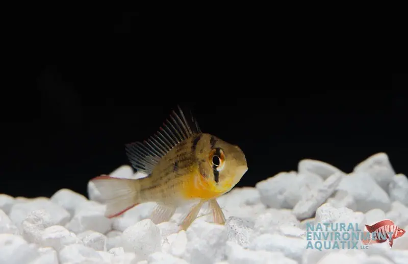 Bolivian Ram - Emark Tropical Imports