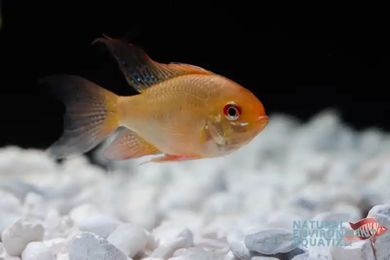 German Gold Ram - Emark Tropical Imports