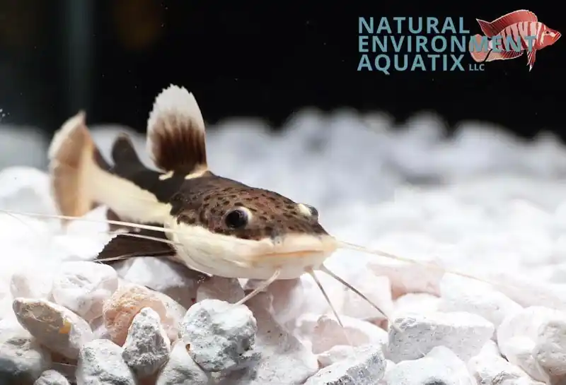 Redtail Catfish - Sun Pet