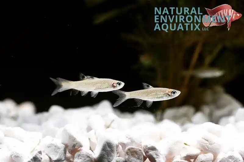 Emerald Eye Rasbora - Cichlid Exchange