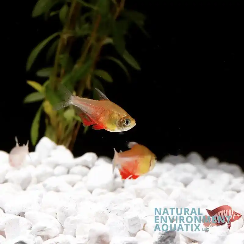 Von Rio Tetra - 5D Tropical