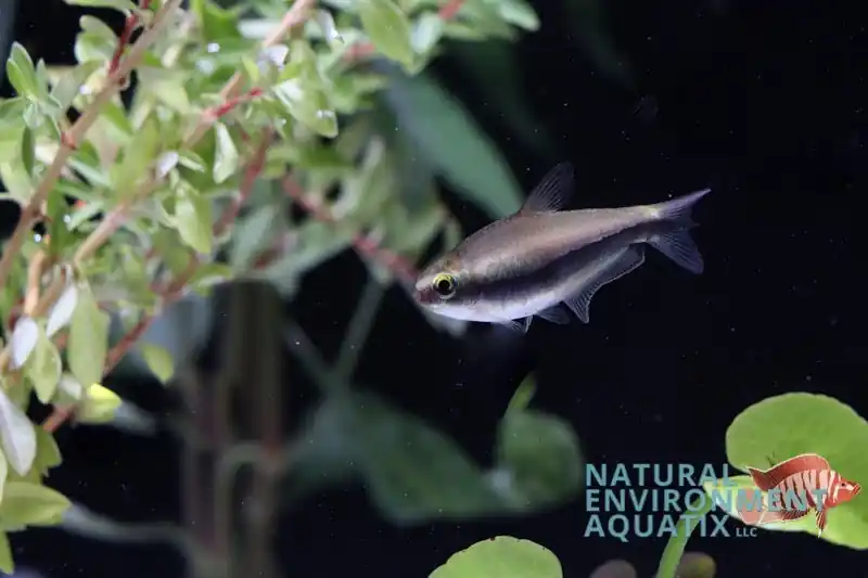 Emperor Blue Tetra - Natural Environment Aquatix