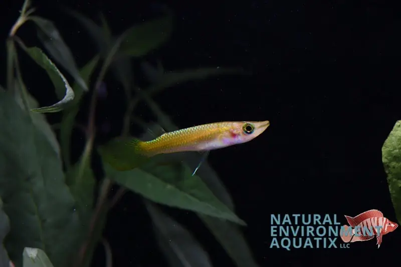 Golden Wonder Killifish - 5D Tropical