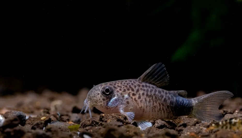 Violet Corydoras Catfish - Cichlid Exchange