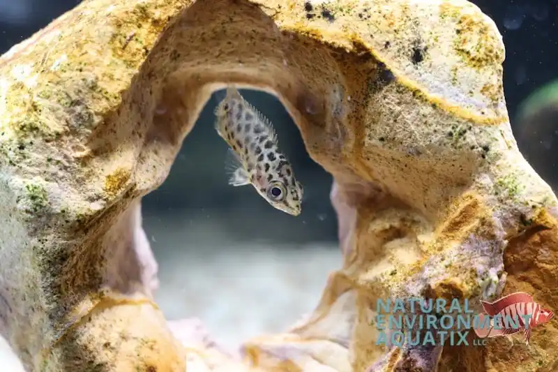 Leopard Ctenopoma - Ruinemans