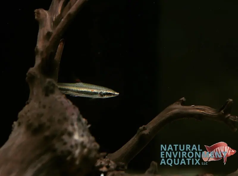 Red Beckford’s Pencilfish - Natural Environment Aquatix