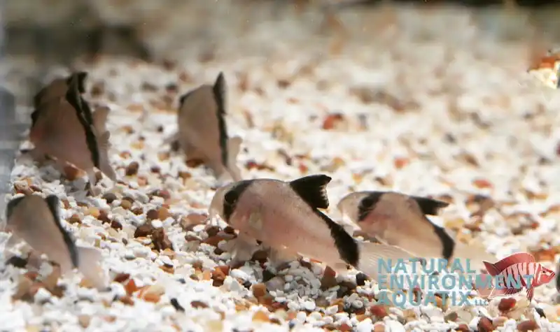 Bandit Corydoras Catfish - Cichlid Exchange