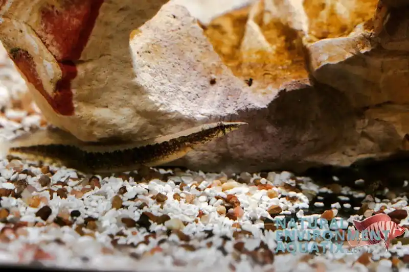Zig Zag Eel - Cichlid Exchange