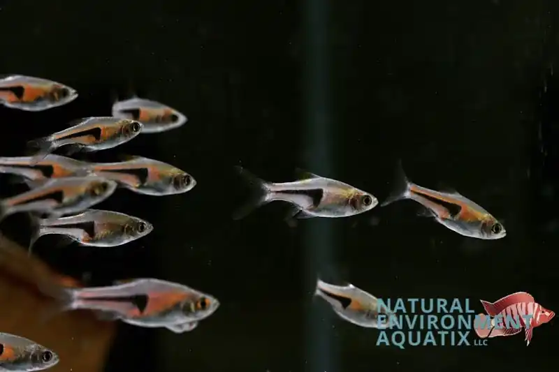 Pork Chop Rasbora - Cichlid Exchange