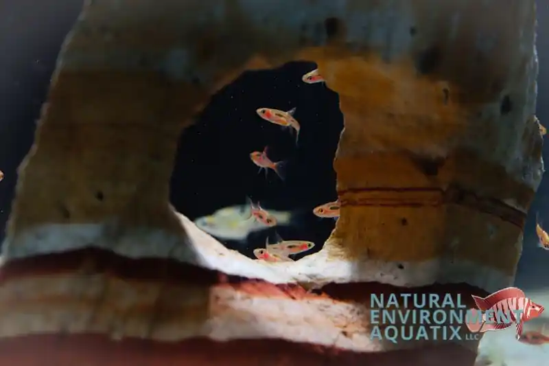 Chili Rasbora - Cichlid Exchange