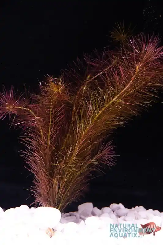 Rotala Wallichii Aquatic Plant - Emark Tropical Imports