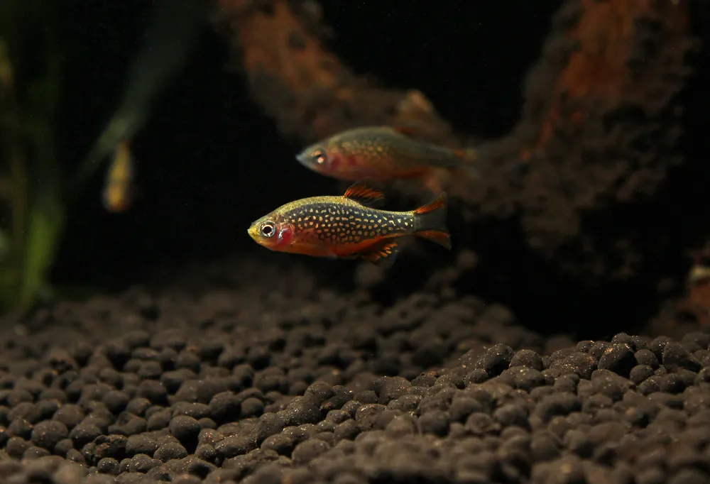Celestial Pearl Danio - Emark Tropical Imports