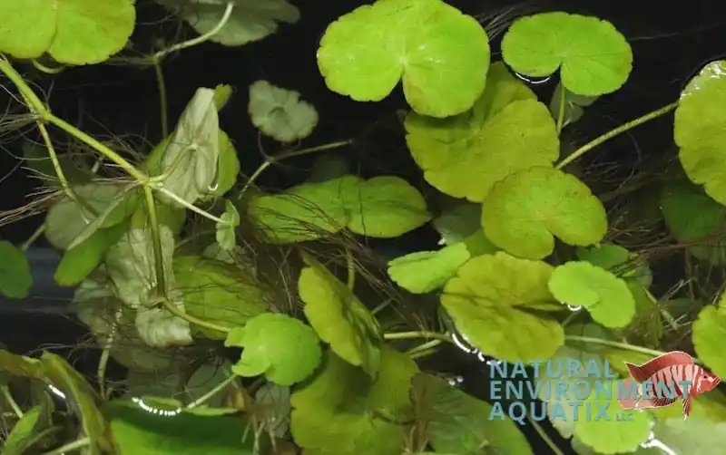 Hydrocotyle Verticillata "Pennywort" Aquatic plant - Emark Tropical Imports