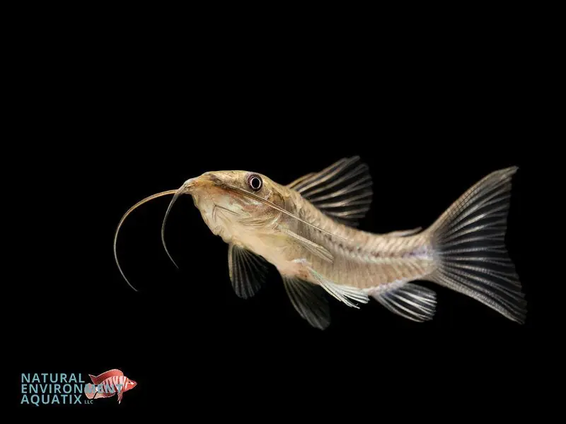 Haplo Catfish - Natural Environment Aquatix