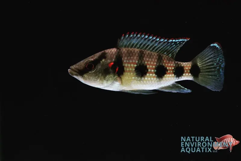 Five Star General Cichlid - Natural Environment Aquatix