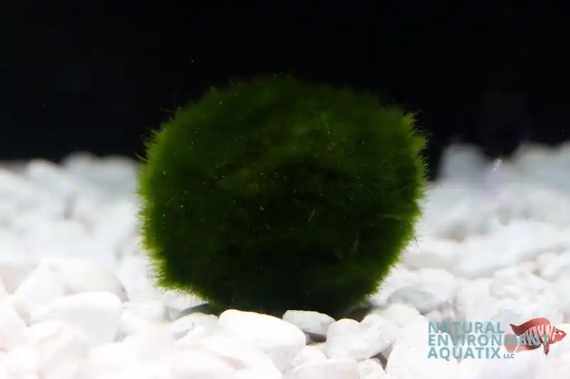 Moss Ball - Natural Environment Aquatix