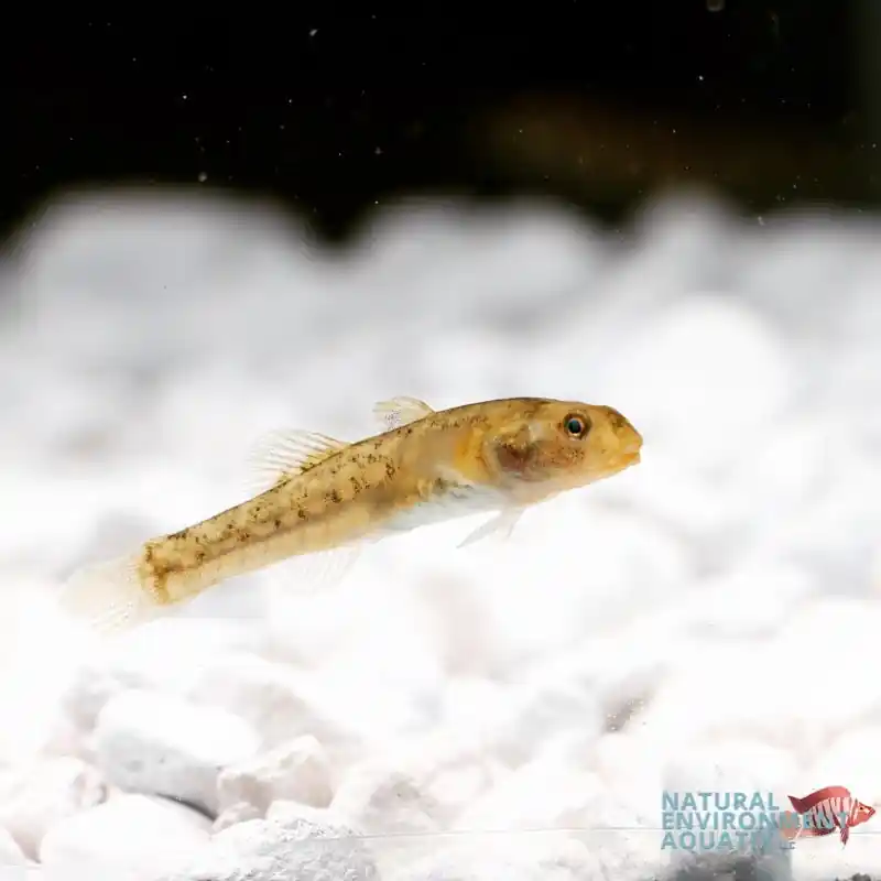 Australian Desert Goby - Cichlid Exchange