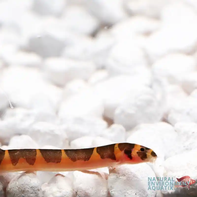 Kuhli Loach - Carolina Aquatics