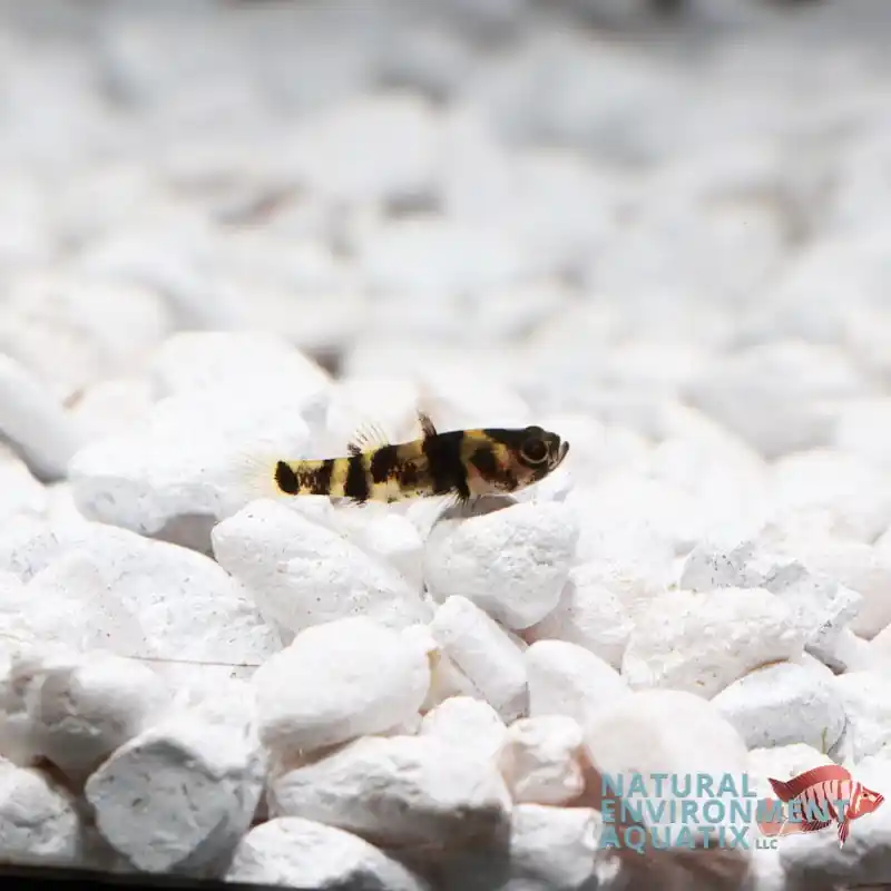 Bumblebee Goby - Sun Pet