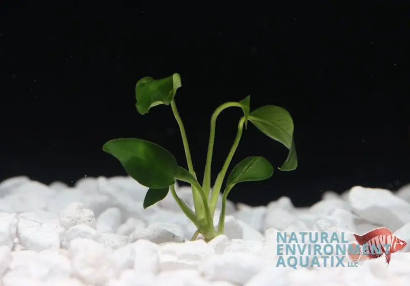 Anubias Nana Assorted Aquatic Plant - Emark Tropical Imports