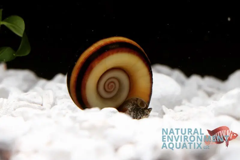 Ramshorn Snail - Rick