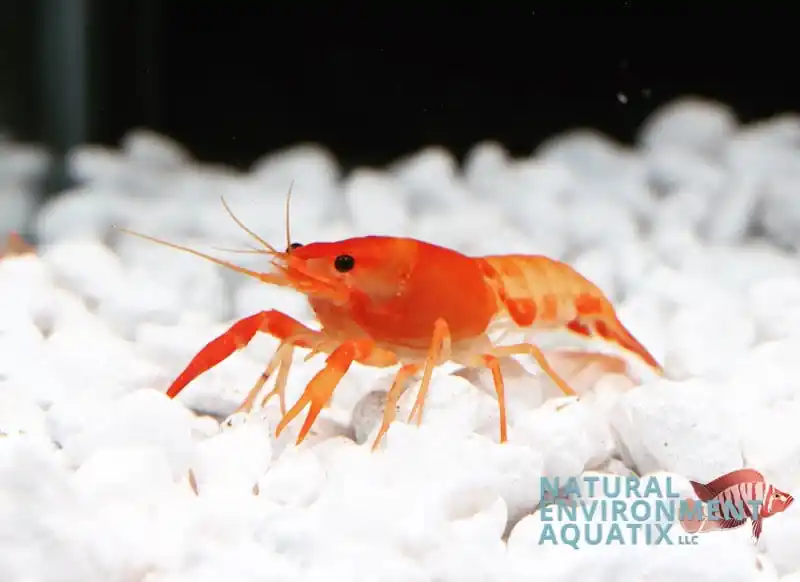 Red Neon Crayfish - Carolina Aquatics