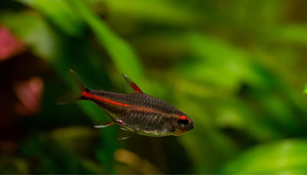 Glowlight Tetra - Cichlid Exchange