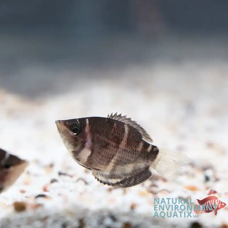 Chocolate Gourami - Cichlid Exchange