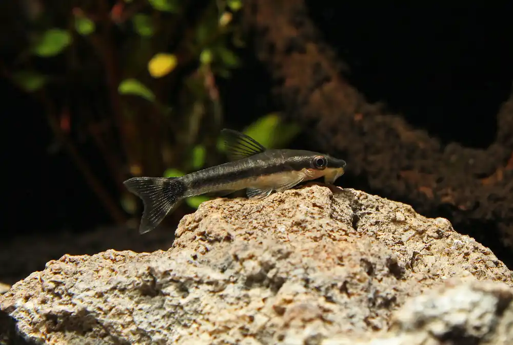 Otocinclus Catfish - Carolina Aquatics