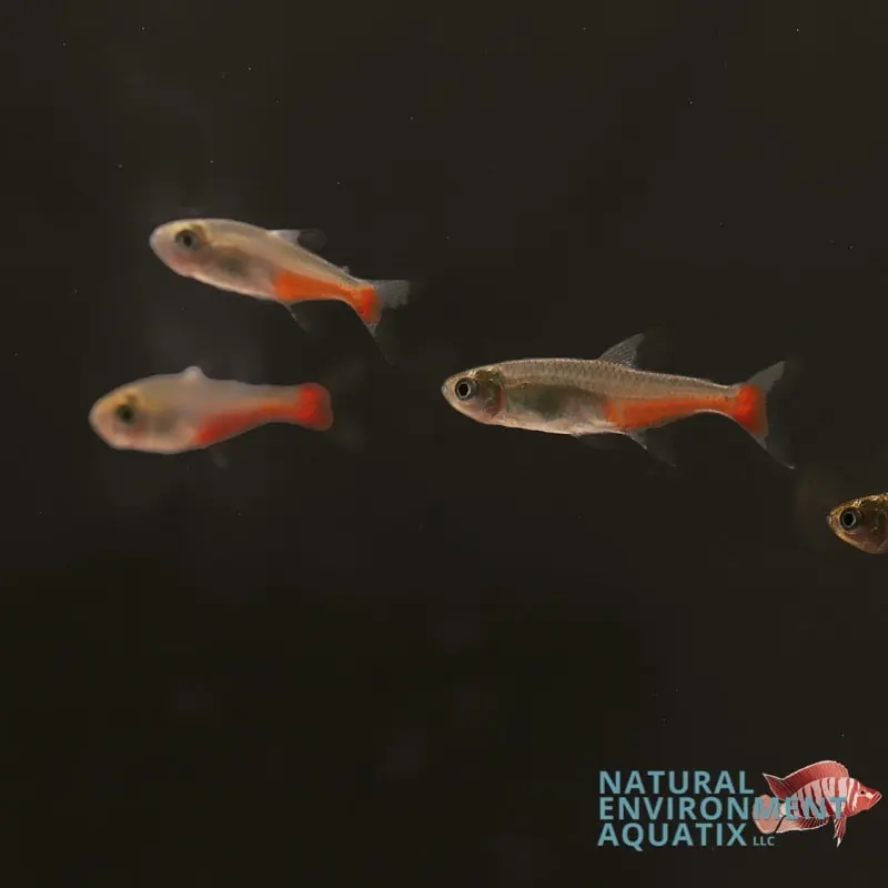 Green Fire Tetra - Natural Environment Aquatix