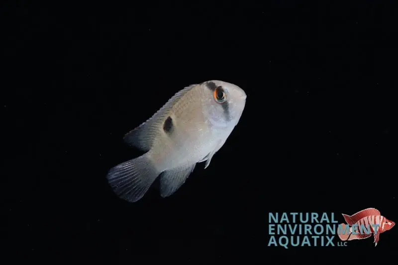 Keyhole Cichlid - Cichlid Exchange