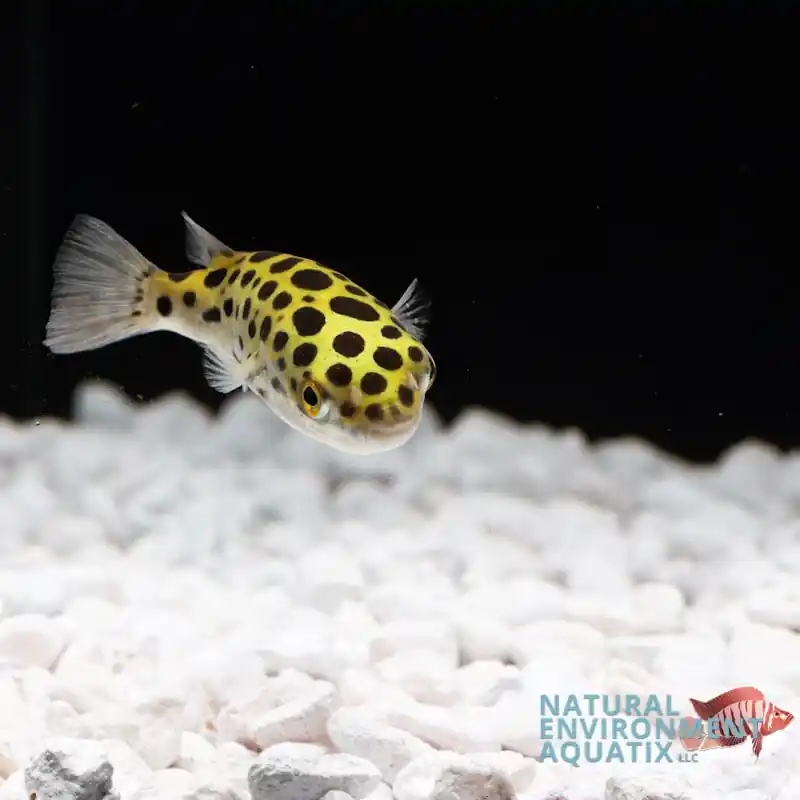 Leopard Puffer Fish - Sun Pet